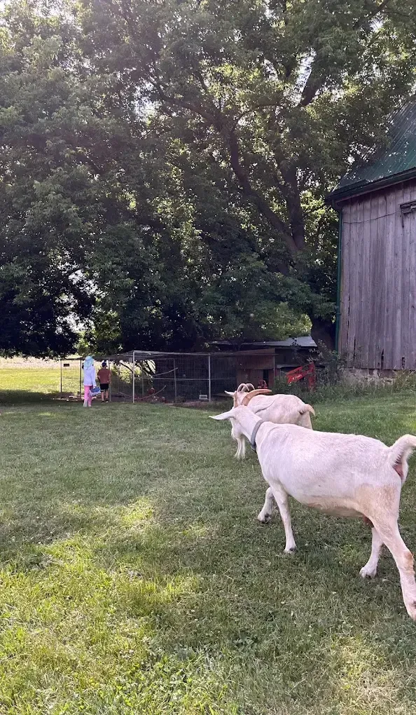Two white goats walking across the grass in front of the barn, children by the pen behind them.