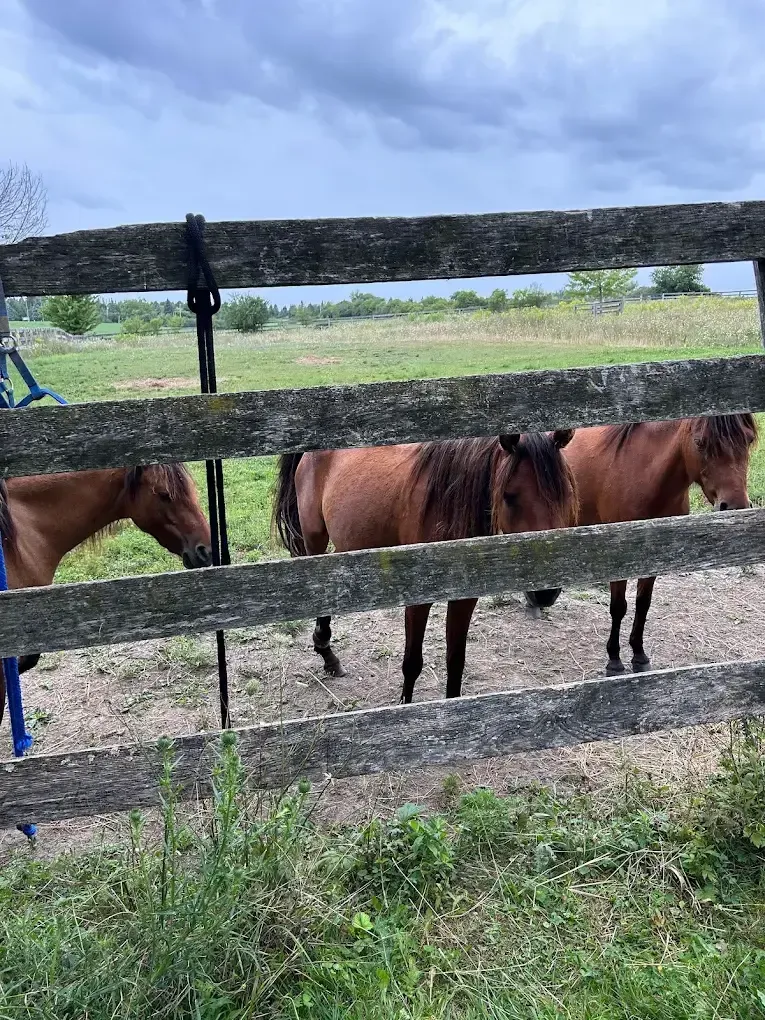 Two bay ponies standing at a weathered timber fence, paddock stretching behind them.